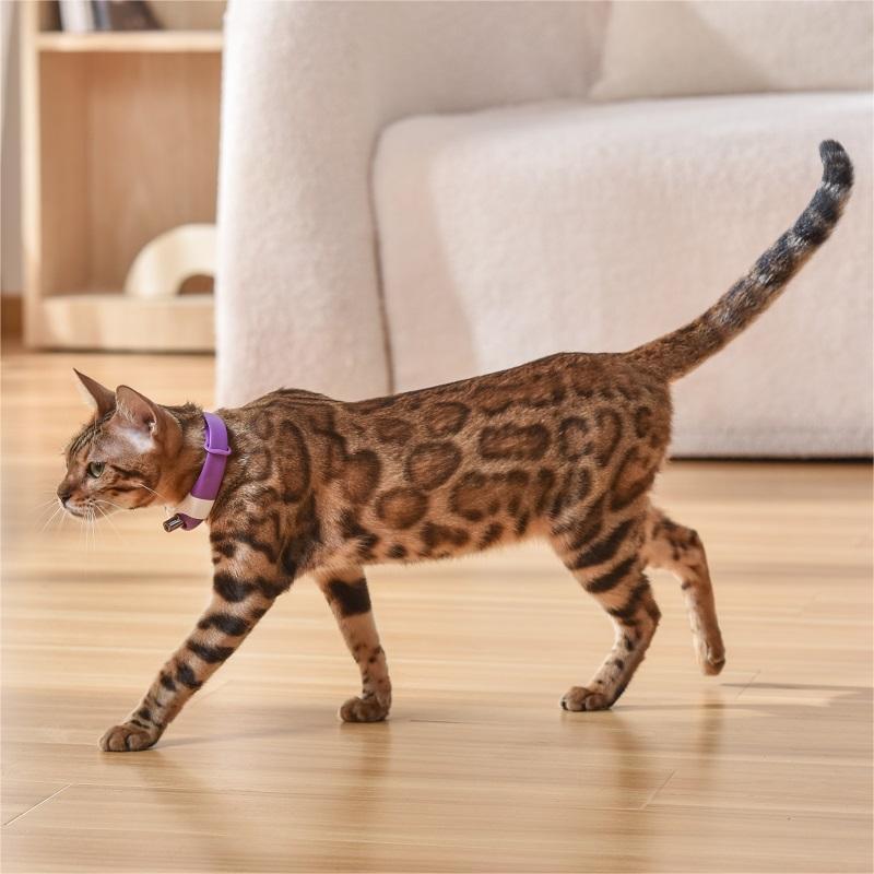 Pet Cat Toy Laser Collar